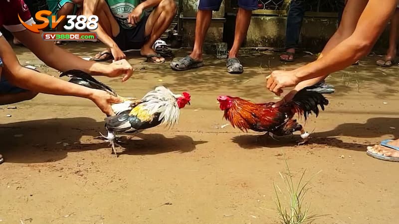 Luật chơi cơ bản đặt cược đá gà cựa dao Luật chơi cơ bản đặt cược đá gà cựa dao