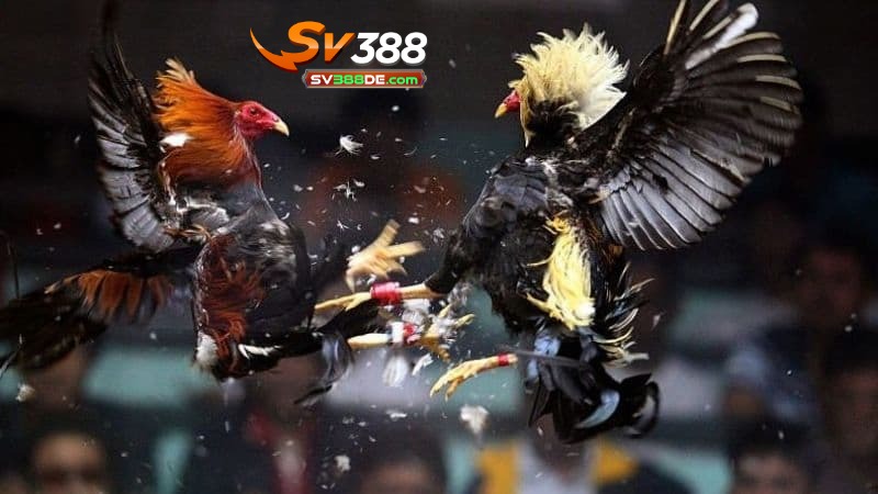 Giới thiệu về đá gà cựa sắt SV388 Giới thiệu về đá gà cựa sắt SV388