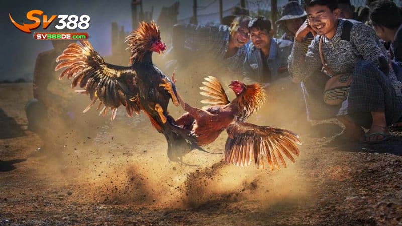 Mẹo cá cược đá gà cựa sắt SV388 giúp bạn thắng lớn Mẹo cá cược đá gà cựa sắt SV388 giúp bạn thắng lớn