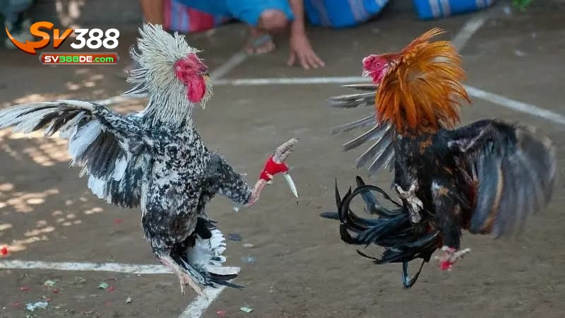 Vì sao bạn nên tham gia đá gà cựa sắt SV388? Vì sao bạn nên tham gia đá gà cựa sắt SV388?