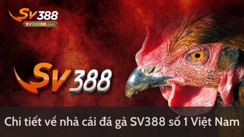 Giới thiệu chung về đá gà SV388 Giới thiệu chung về đá gà SV388