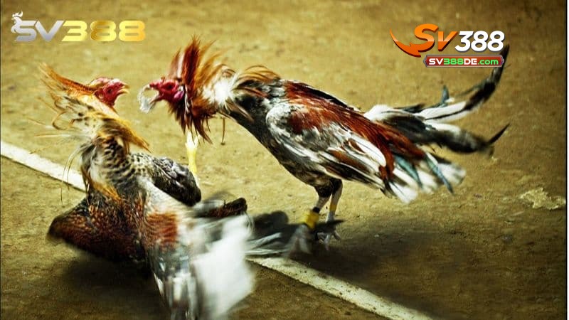 Các loại hình đá gà tại SV388 Các loại hình đá gà tại SV388