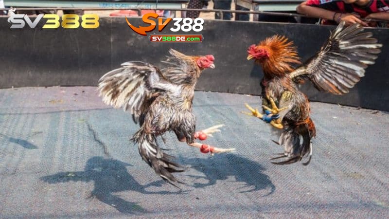 Ưu điểm của đá gà SV388 Ưu điểm của đá gà SV388