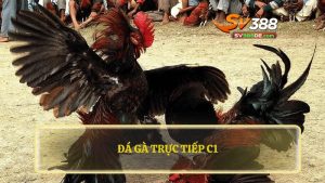 Giới thiệu về đá gà trực tiếp C1