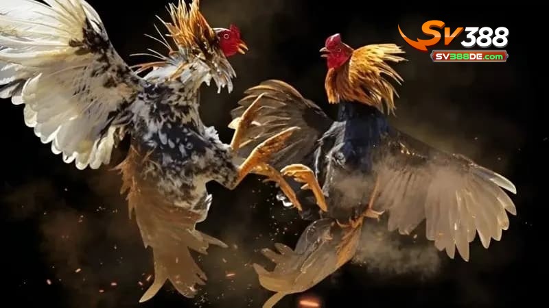 Những điều cần lưu ý khi xem đá gà trực tiếp C1 Những điều cần lưu ý khi xem đá gà trực tiếp C1
