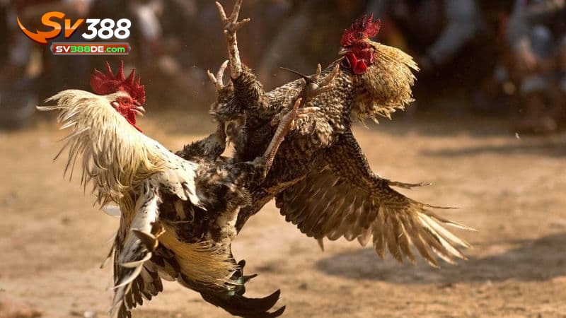 Quy trình tổ chức các trận đá gà C1 Quy trình tổ chức các trận đá gà C1