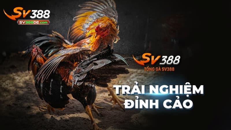 Tại sao nên đăng ký SV388 để tham gia cá cược? Tại sao nên đăng ký SV388 để tham gia cá cược?