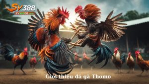 SV388 đá gà Thomo là gì?